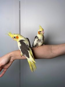 Ручна корелла, корелли від 1.5місяців, домашня корела, німфовий папуга, щокаста корела