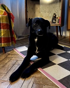 Прекрасний пес Агат в пошуку родини