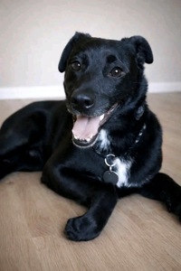 Прекрасний пес Агат в пошуку родини