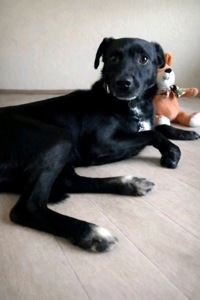 Прекрасний пес Агат в пошуку родини