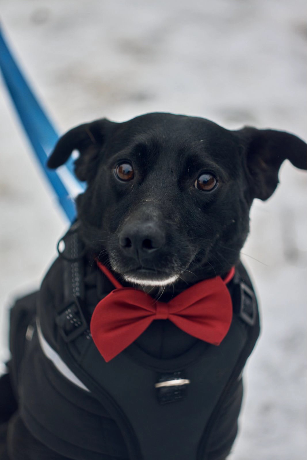 Прекрасний пес Агат в пошуку родини