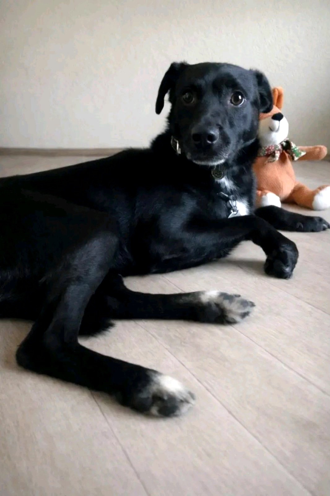 Прекрасний пес Агат в пошуку родини