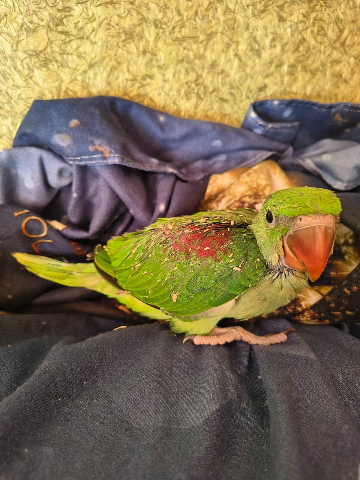 🦜Малюкі Олександрійських папуг 🦜