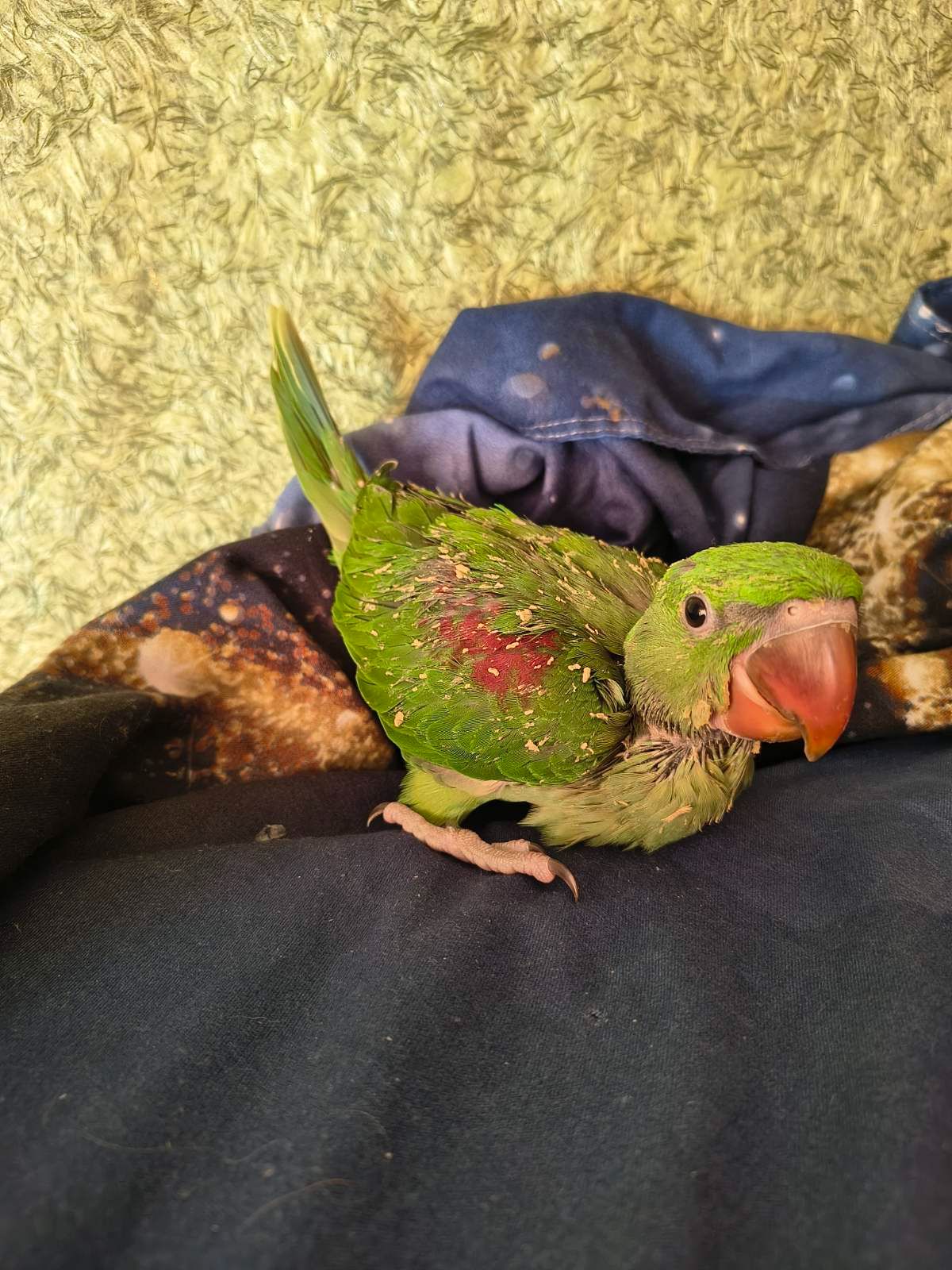 🦜Малюкі Олександрійських папуг 🦜