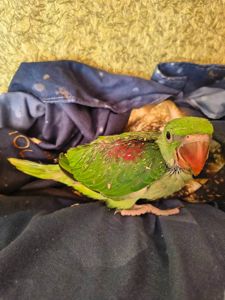 🦜Малюкі Олександрійських папуг 🦜