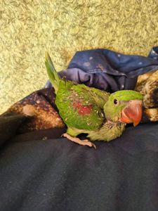 🦜Малюкі Олександрійських папуг 🦜