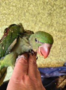 🦜Малюкі Олександрійських папуг 🦜