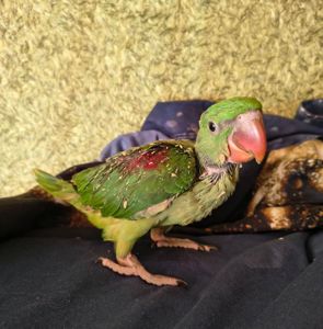 🦜Малюкі Олександрійських папуг 🦜