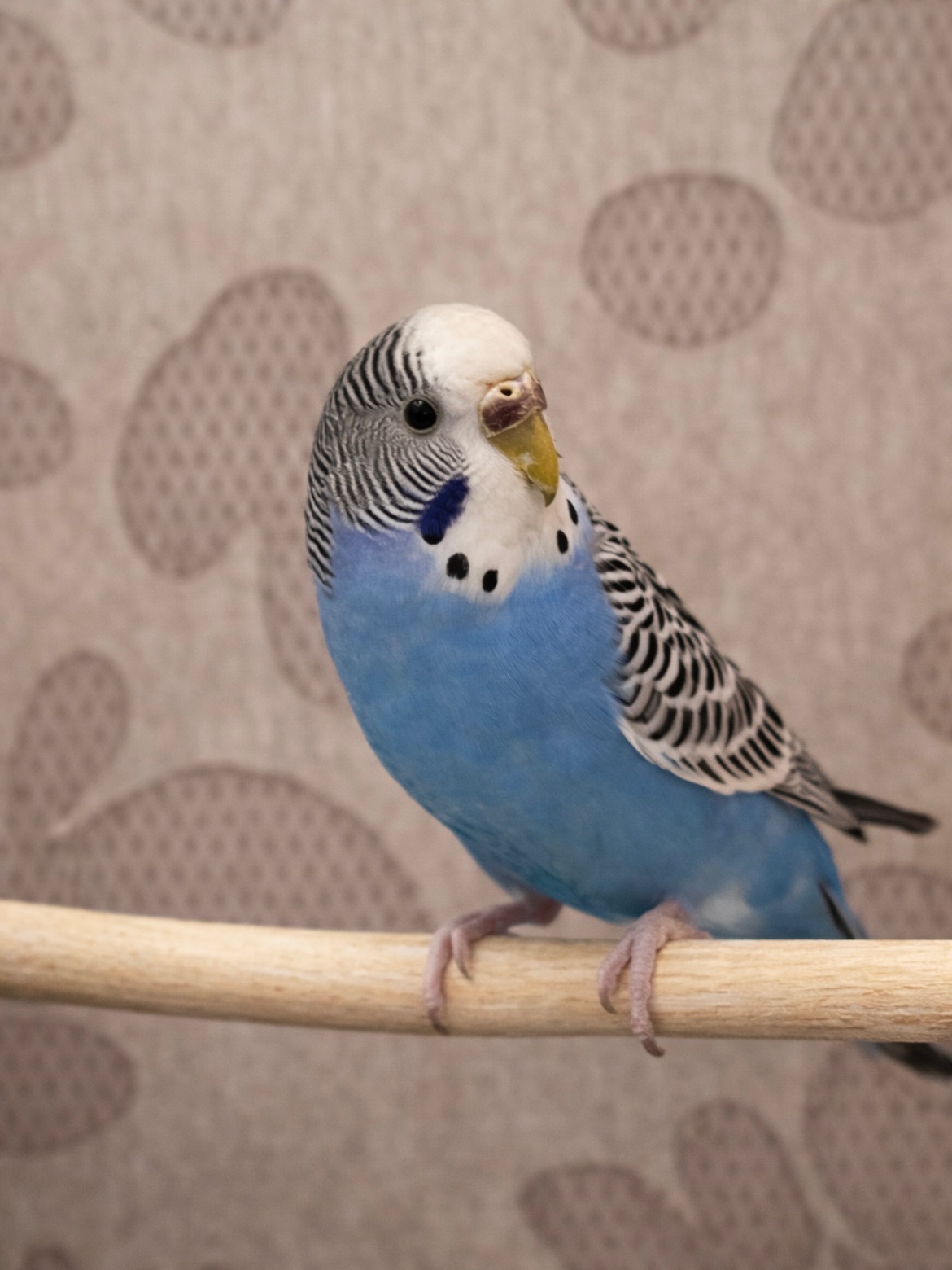 Блакитна дівчинка, вік 9 місяців