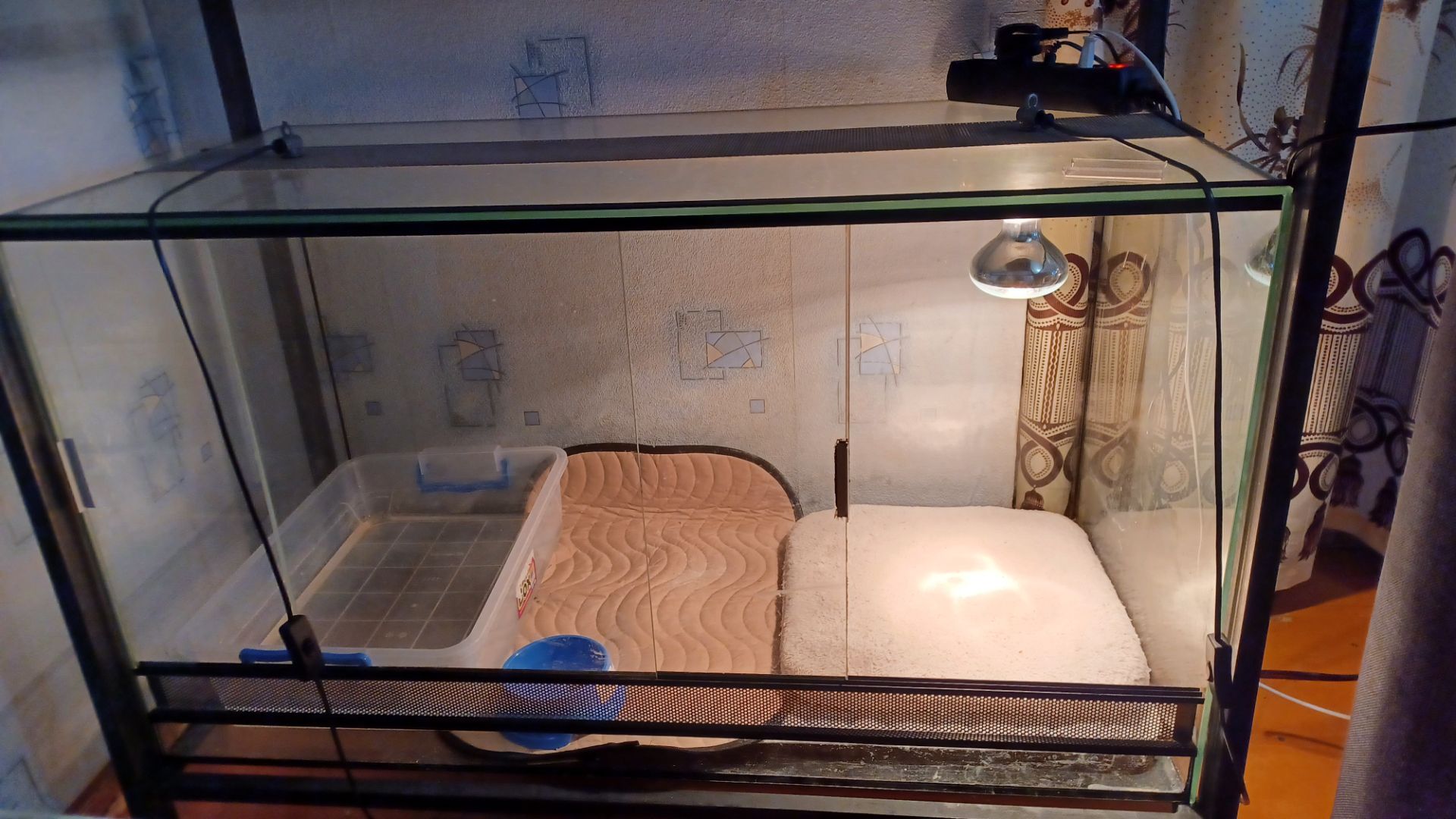 Взрослый капский варан с оборудованием