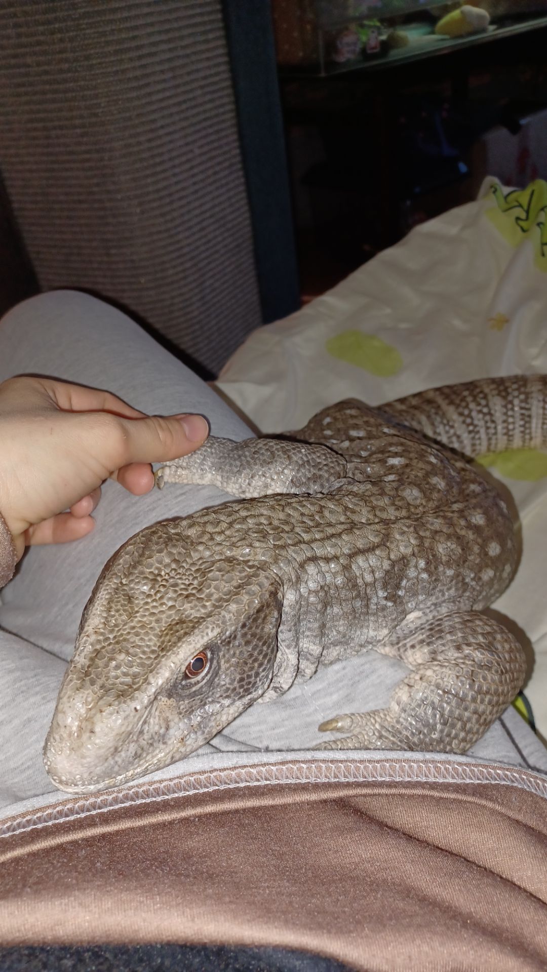 Взрослый капский варан с оборудованием