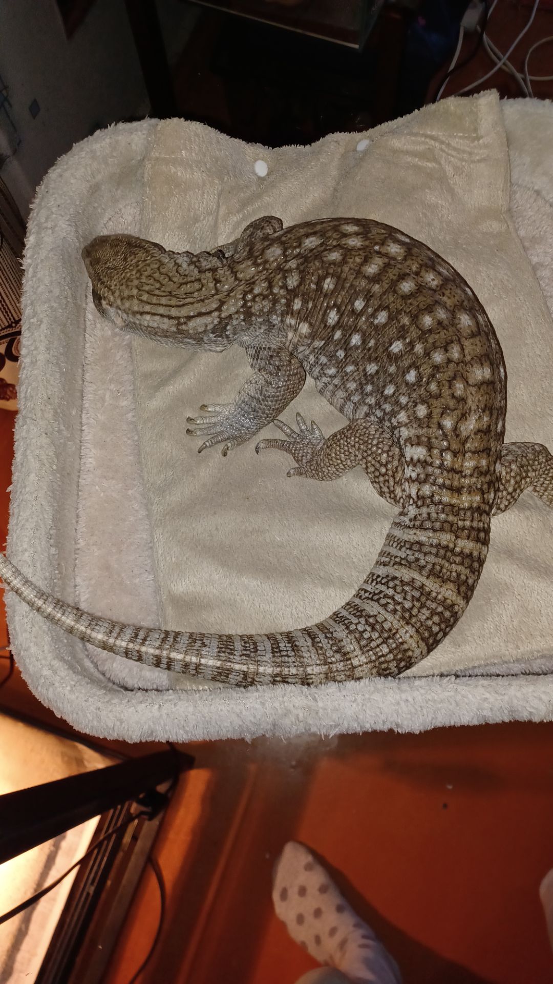 Взрослый капский варан с оборудованием