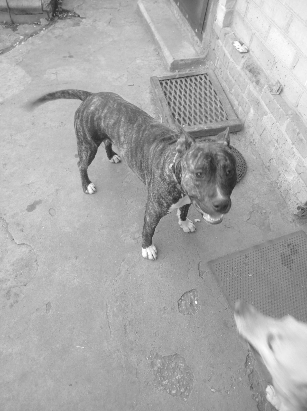 Віддам з надзором