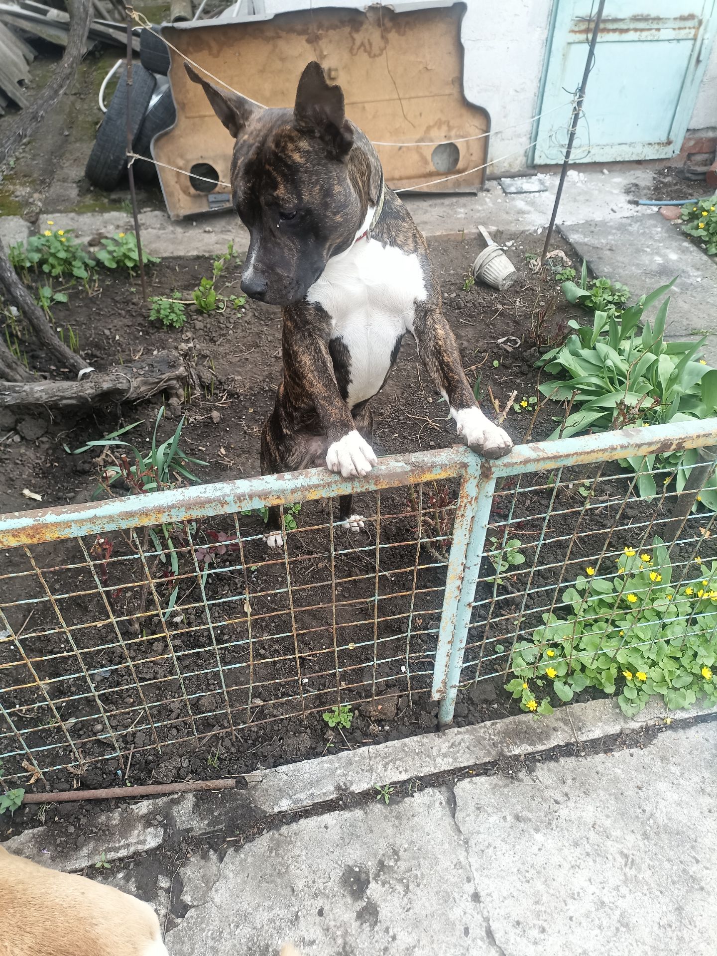 Віддам з надзором