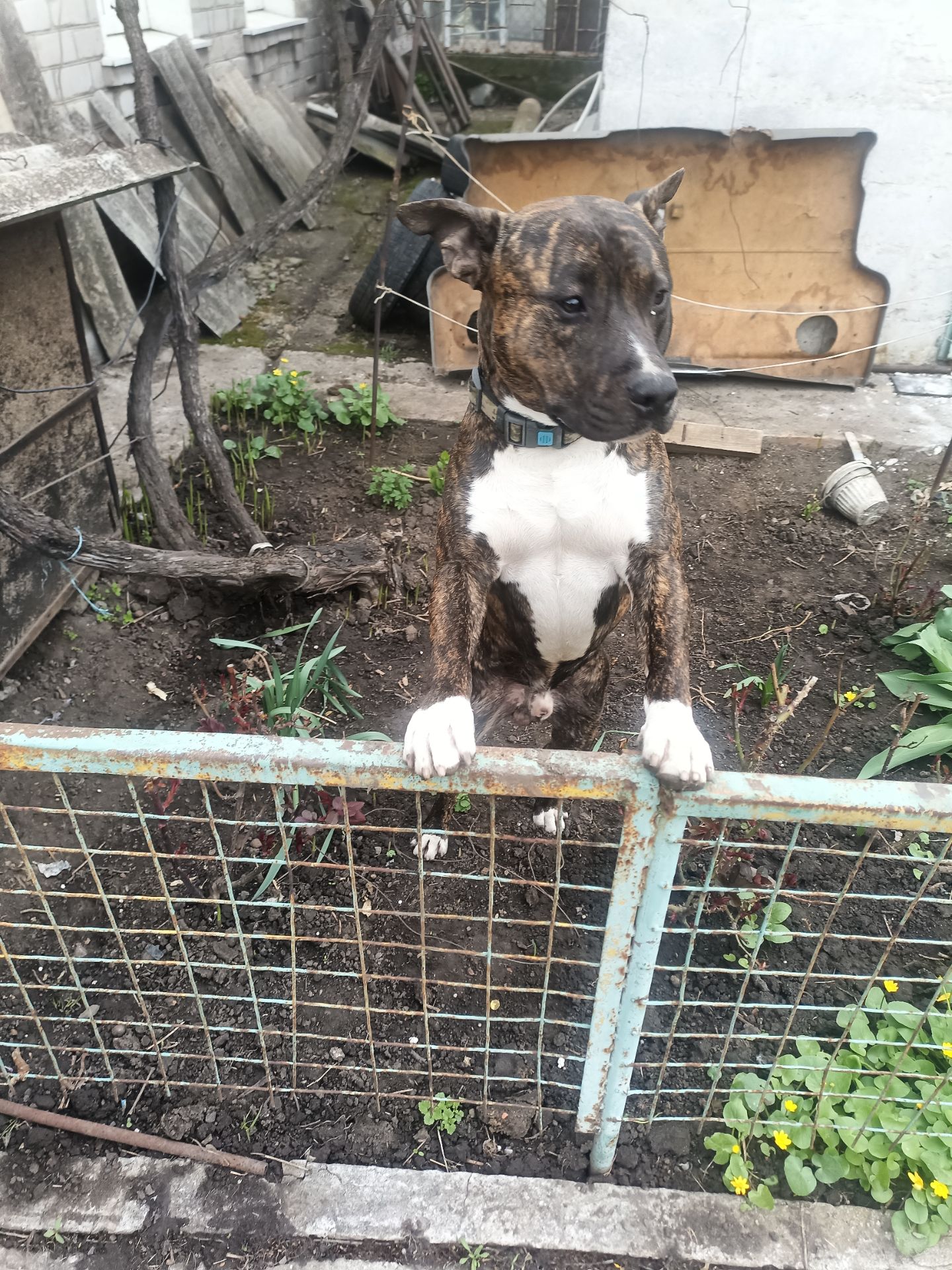 Віддам з надзором