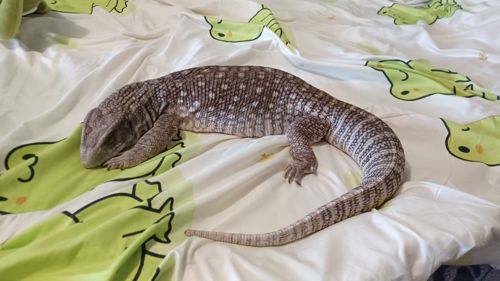 Взрослый капский варан с оборудованием