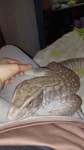 Взрослый капский варан с оборудованием