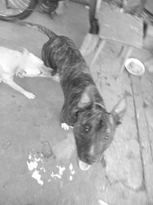 Віддам з надзором