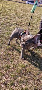 Продам французького бульдога