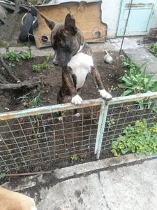 Віддам з надзором