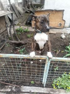 Віддам з надзором