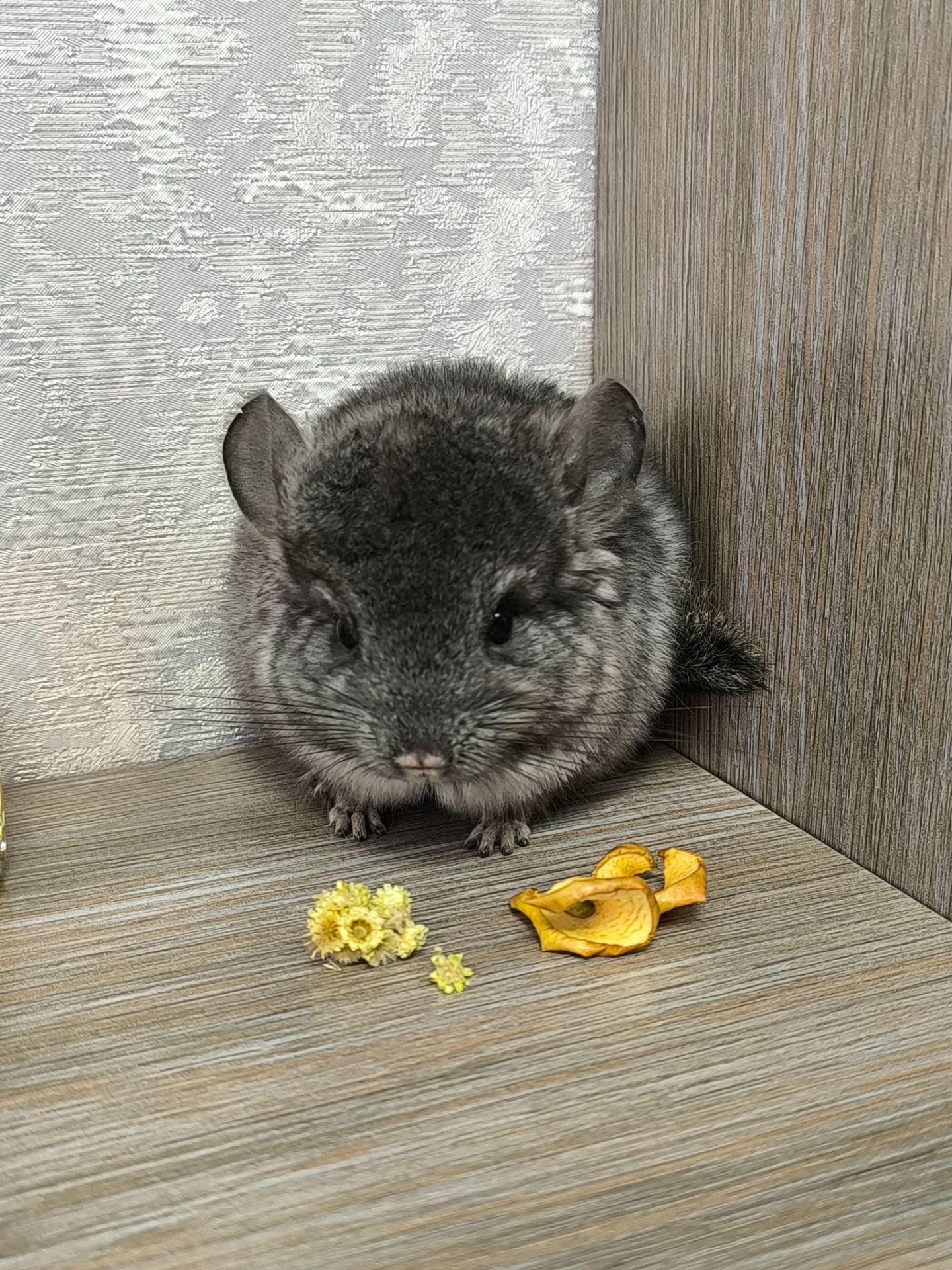 Дівчинка світла ебоні нф