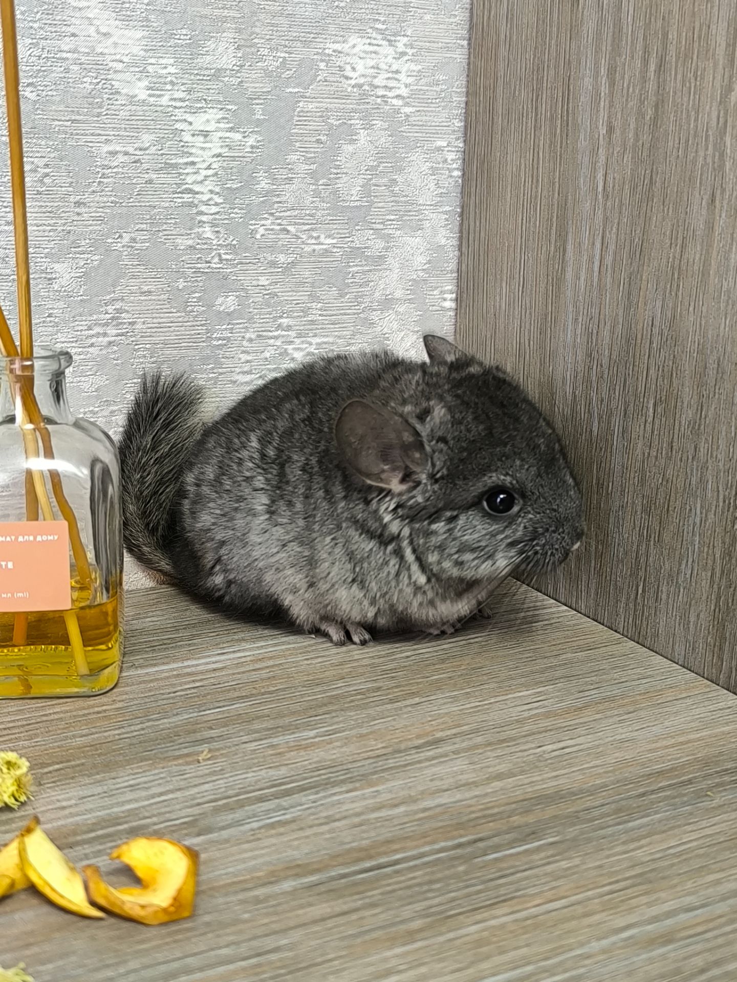 Дівчинка світла ебоні нф