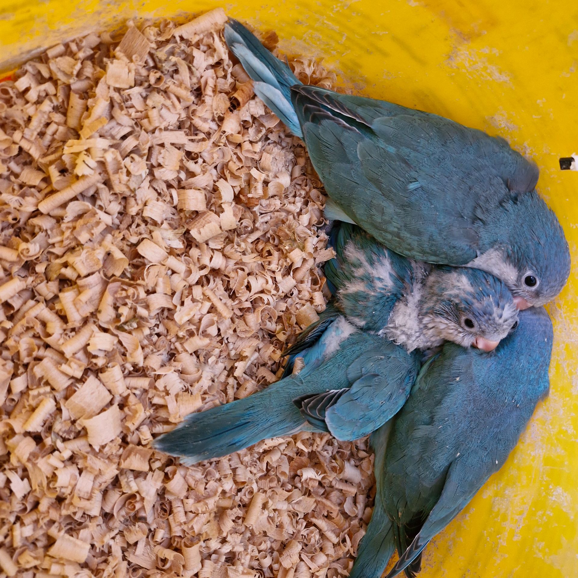 Сині монахи