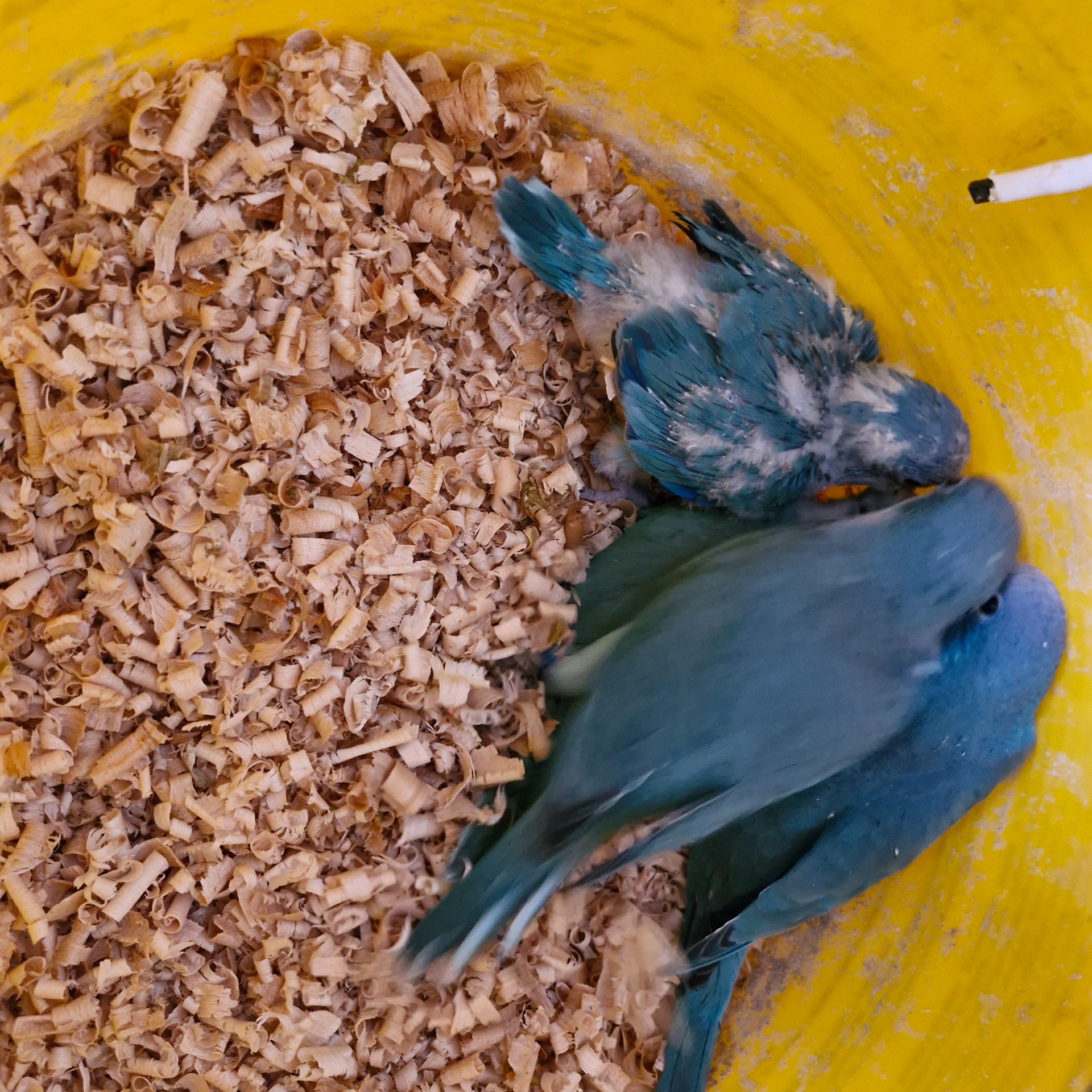 Сині монахи