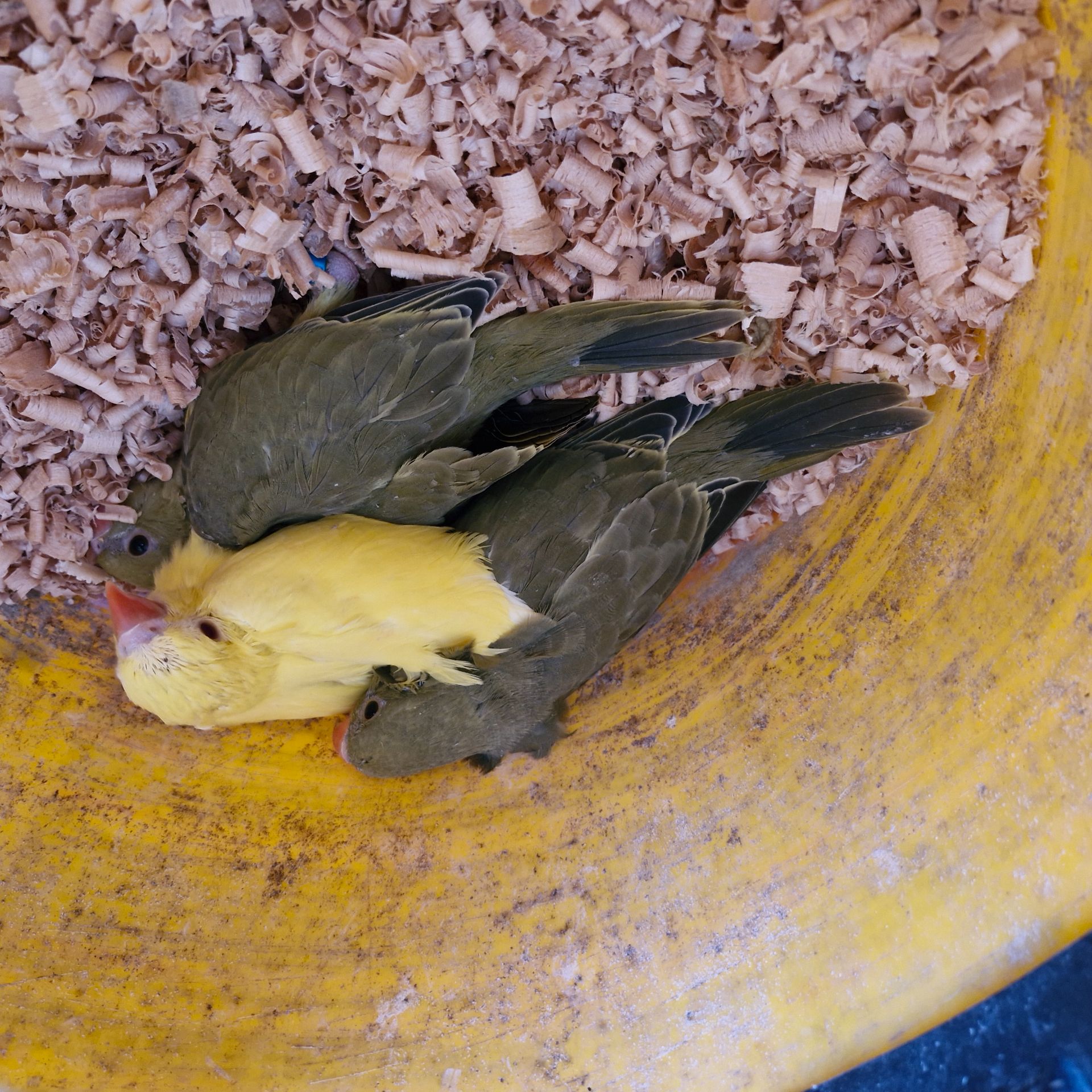 Ожерелові папугаї