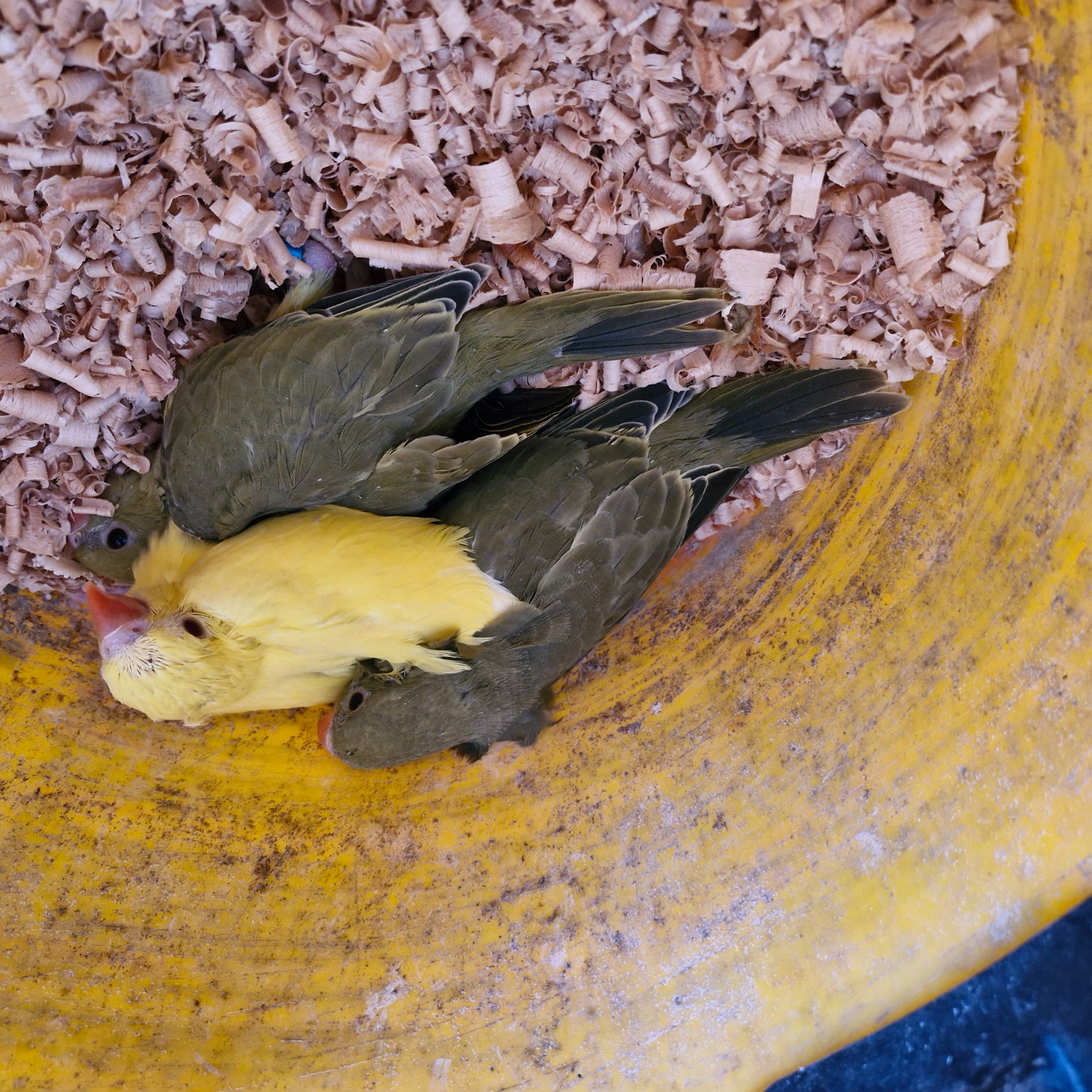 Ожерелові папугаї