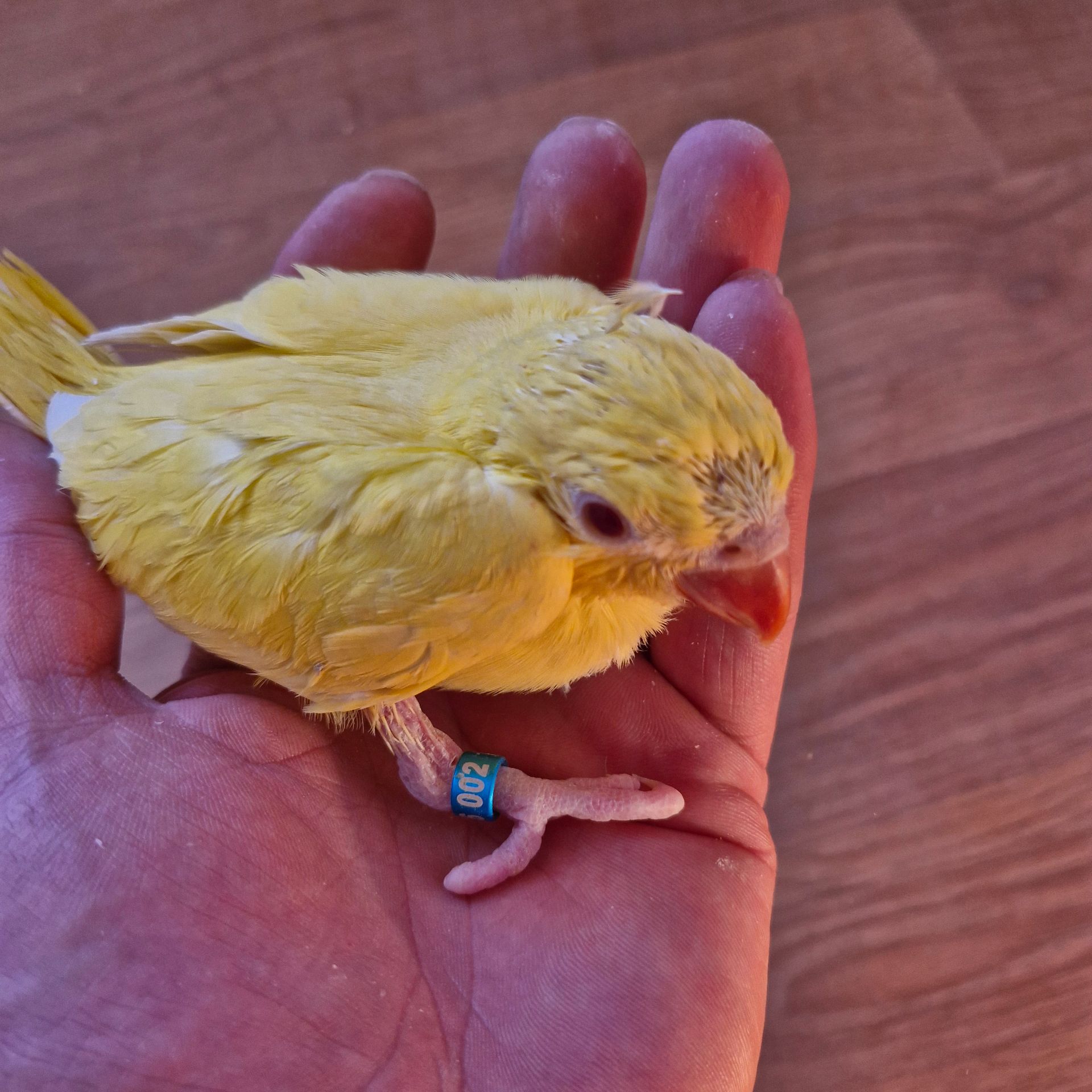 Ожерелові папугаї