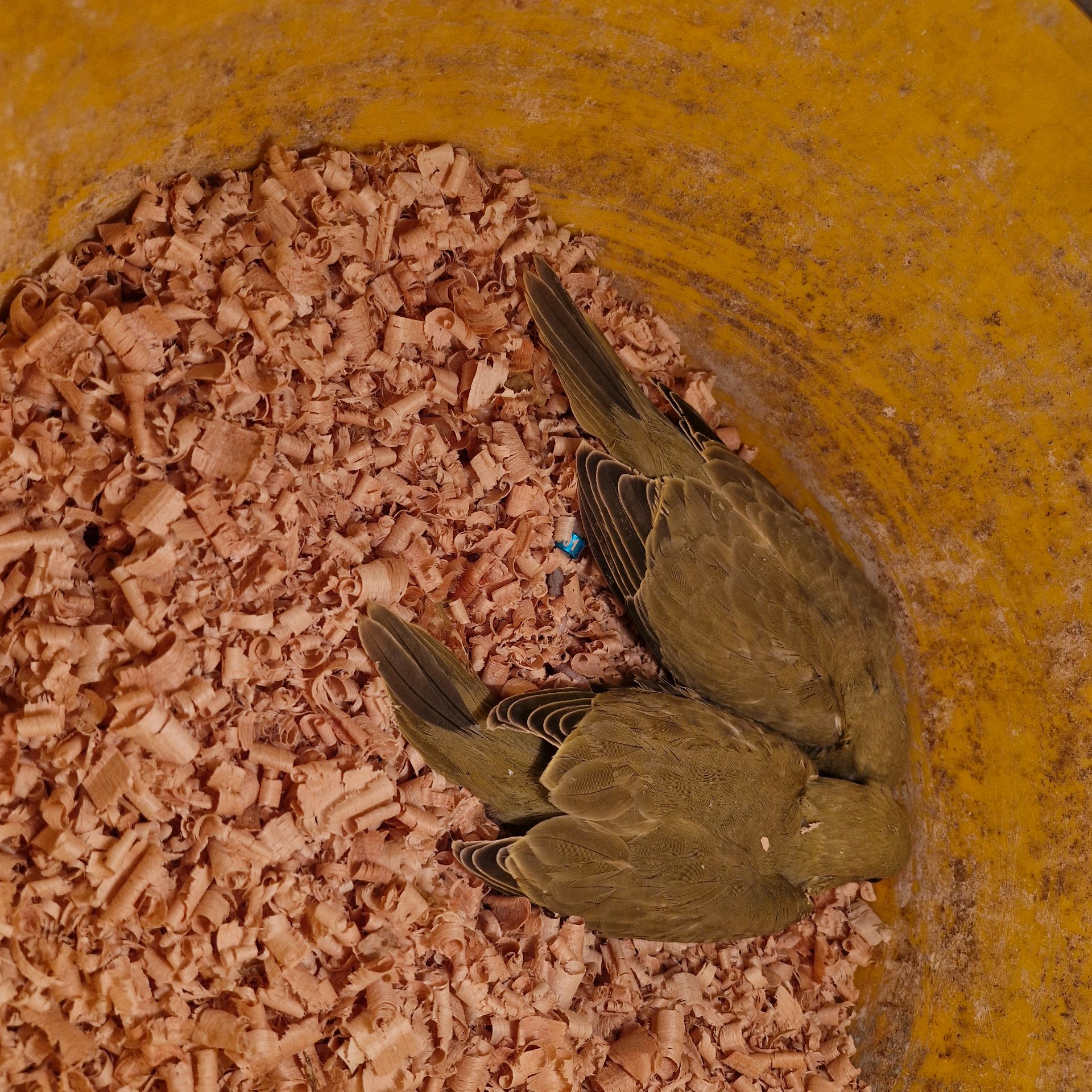 Ожерелові папугаї