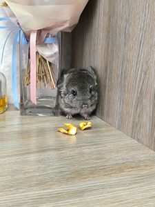 Дівчинка світла ебоні нф