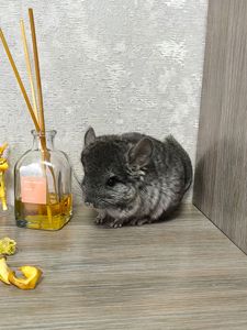 Дівчинка світла ебоні нф