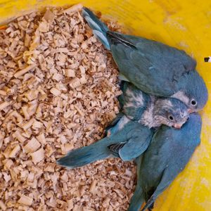 Сині монахи