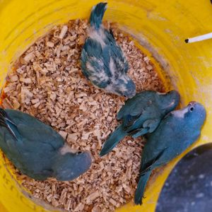 Сині монахи