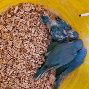 Сині монахи