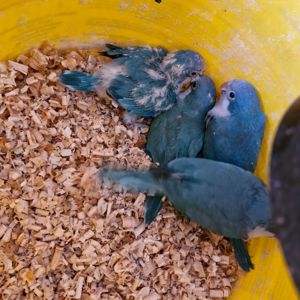 Сині монахи