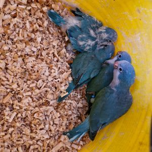 Сині монахи