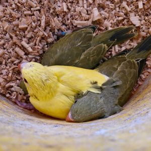 Ожерелові папугаї