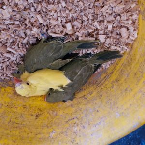 Ожерелові папугаї