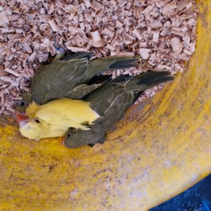 Ожерелові папугаї