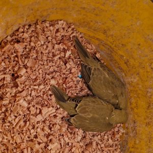 Ожерелові папугаї