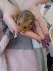 Сирійські хом'ячкі під замовлення