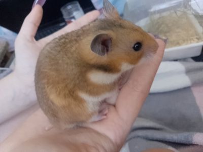 Сирійські хом'ячкі під замовлення