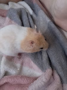 Сирійські хом'ячкі під замовлення