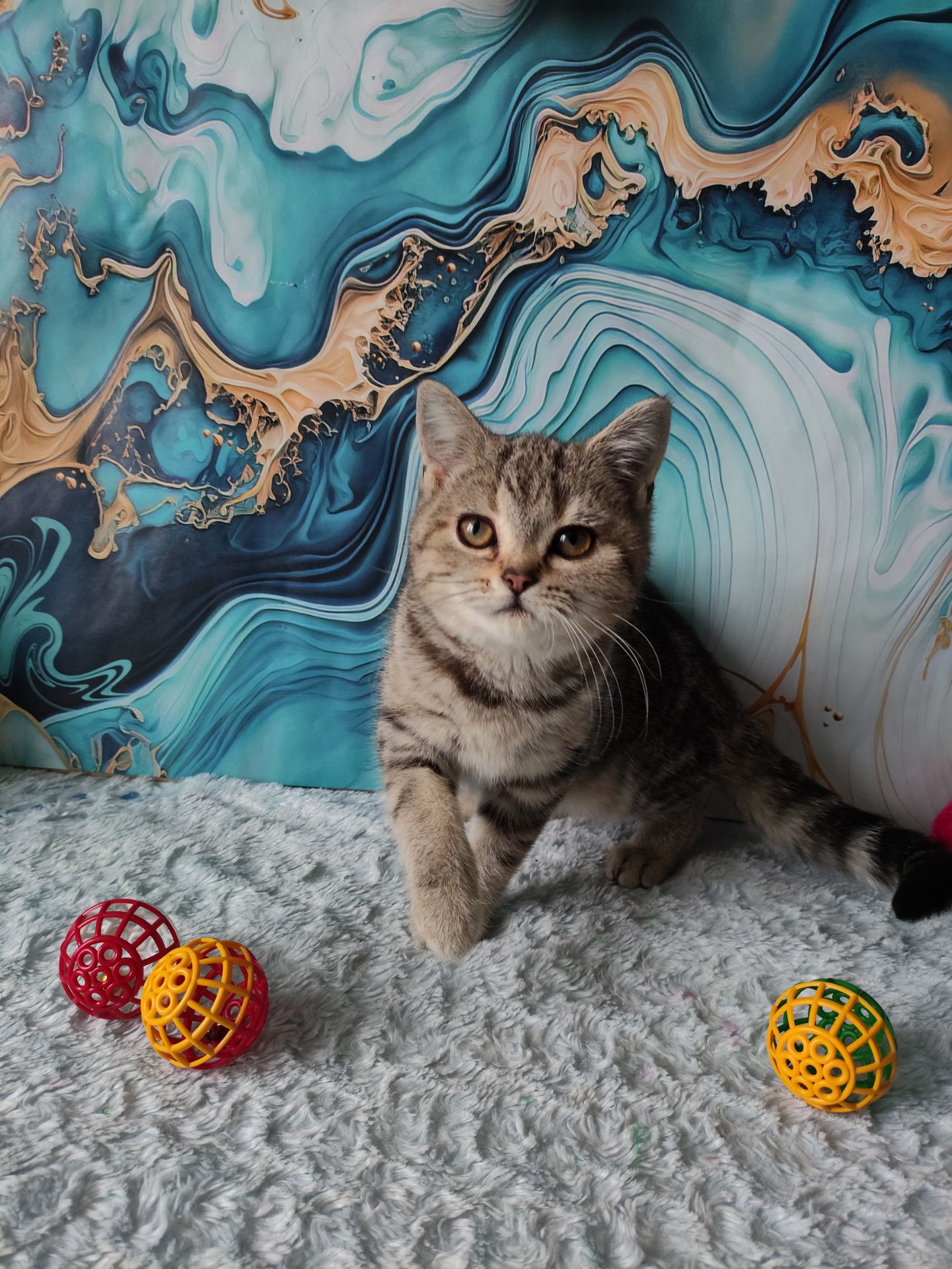 Шотландська мармурова прямовуха дівчинка