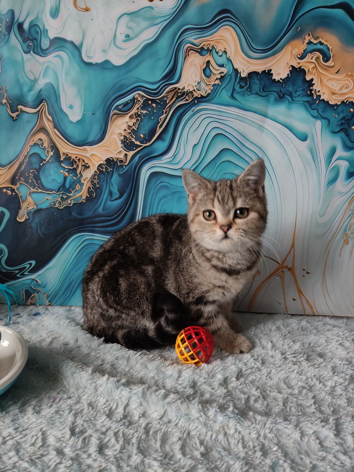 Шотландська мармурова прямовуха дівчинка