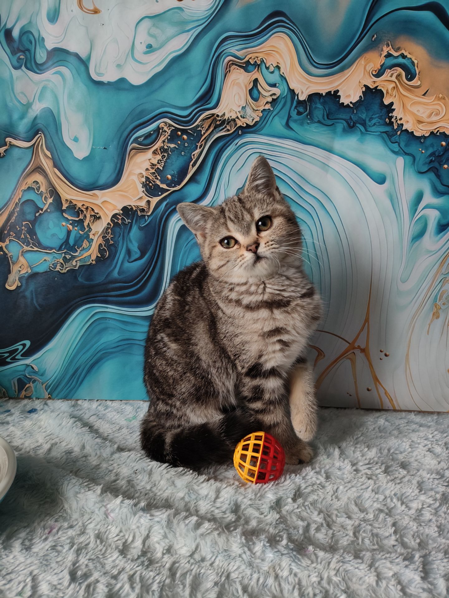 Шотландська мармурова прямовуха дівчинка